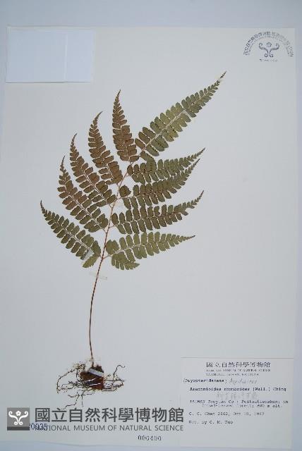 斜方複葉耳蕨藏品圖，第1張