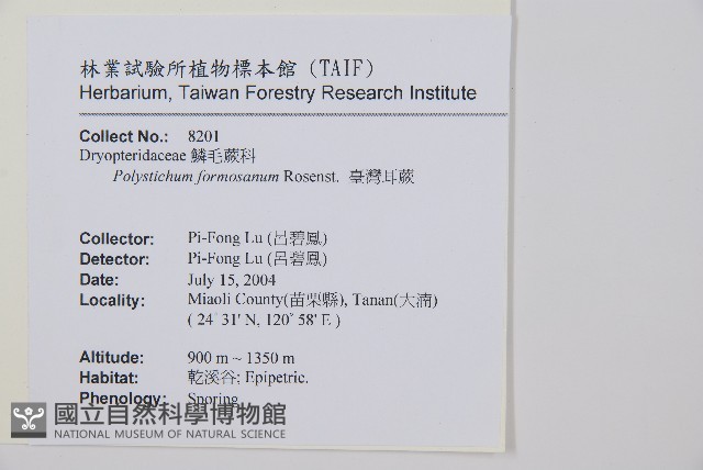 臺灣耳蕨藏品圖，第2張