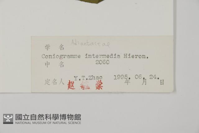 華鳳丫蕨藏品圖，第2張