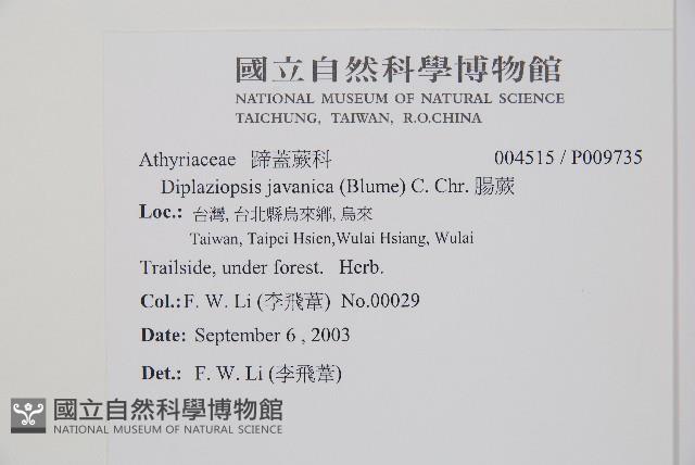 腸蕨藏品圖，第2張