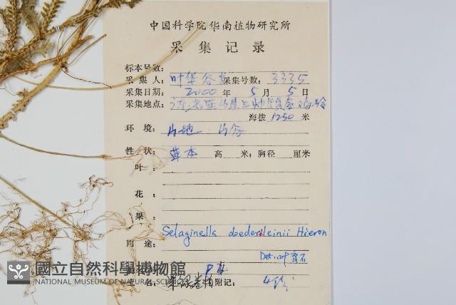 生根卷柏藏品圖，第2張