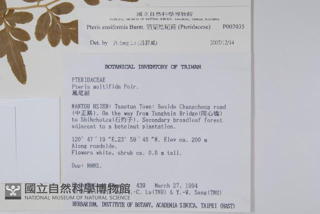 箭葉鳳尾蕨藏品圖，第2張