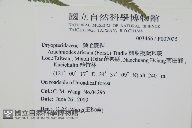 細葉複葉耳蕨藏品圖，第2張