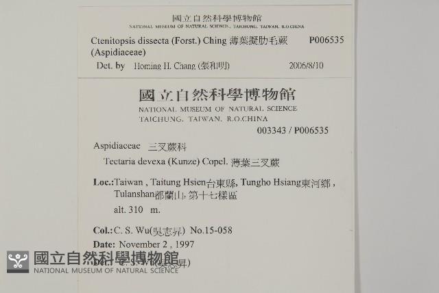 薄葉擬肋毛蕨藏品圖，第2張