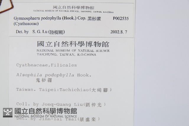 黑桫蕨藏品圖，第2張