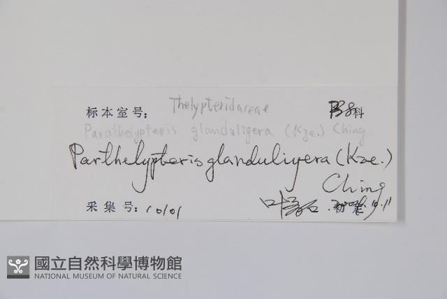 密腺副金星蕨藏品圖，第2張