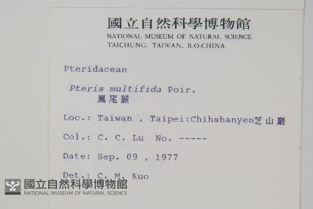 鳳尾蕨藏品圖，第2張