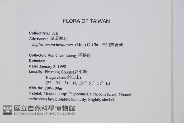 深山雙蓋蕨藏品圖，第2張