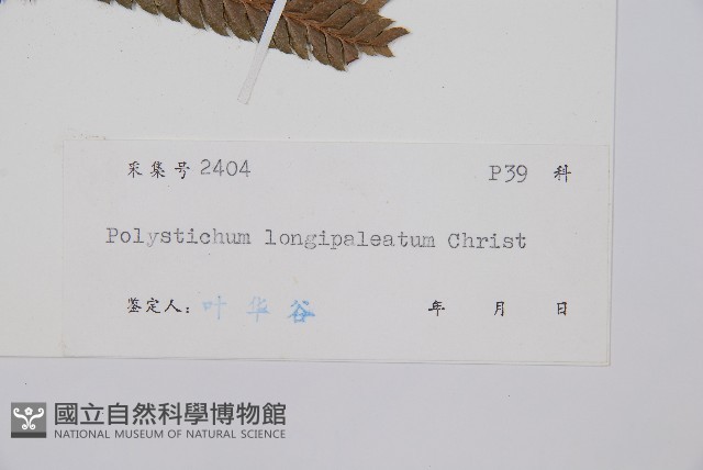 長鱗耳蕨藏品圖，第2張