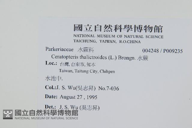 水蕨藏品圖，第2張