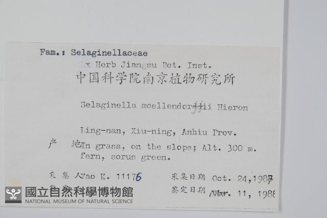 江南卷柏藏品圖，第2張