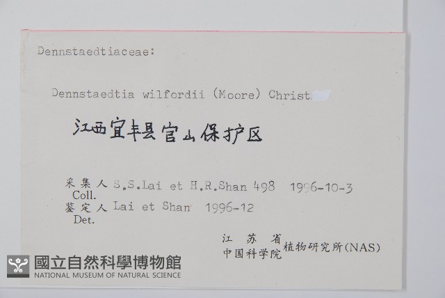 溪洞碗蕨藏品圖，第2張