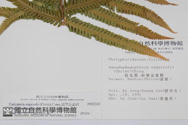 斜葉金星蕨藏品圖，第2張