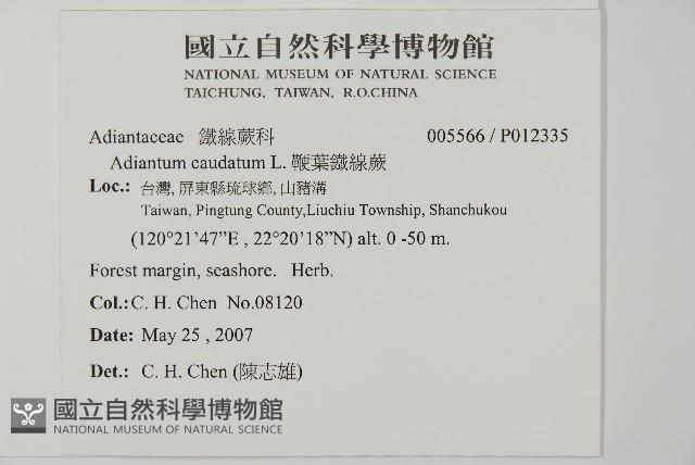 鞭葉鐵線蕨藏品圖，第2張