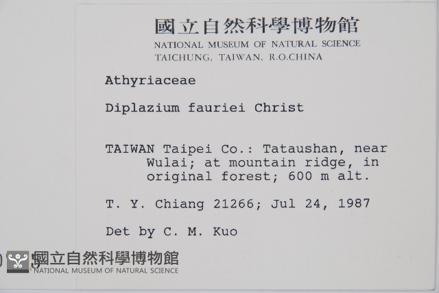 深山雙蓋蕨藏品圖，第5張
