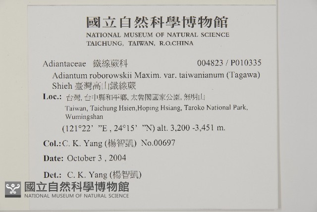 臺灣高山鐵線蕨藏品圖，第5張