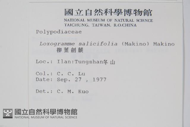 柳葉劍蕨藏品圖，第2張