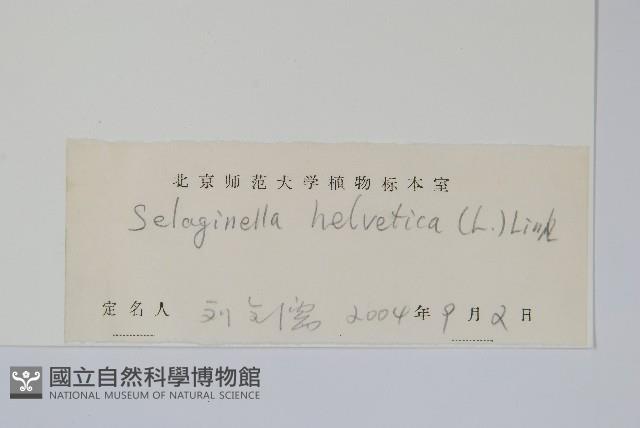 小卷柏藏品圖，第2張