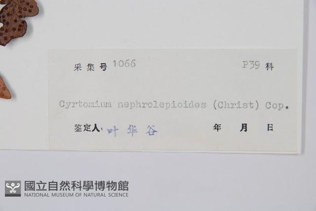 低頭貫眾藏品圖，第2張