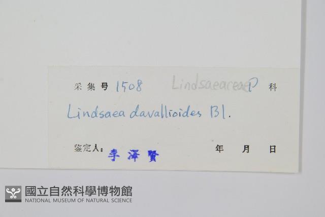 網脈鱗始蕨藏品圖，第2張