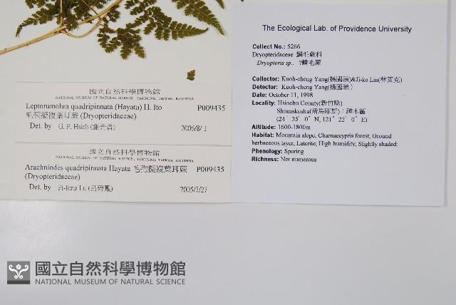 毛苞擬複葉耳蕨藏品圖，第2張