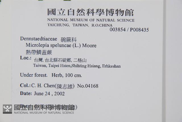 熱帶鱗蓋蕨藏品圖，第2張