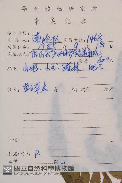 淡綠短腸蕨藏品圖，第2張