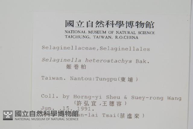 姬卷柏藏品圖，第2張