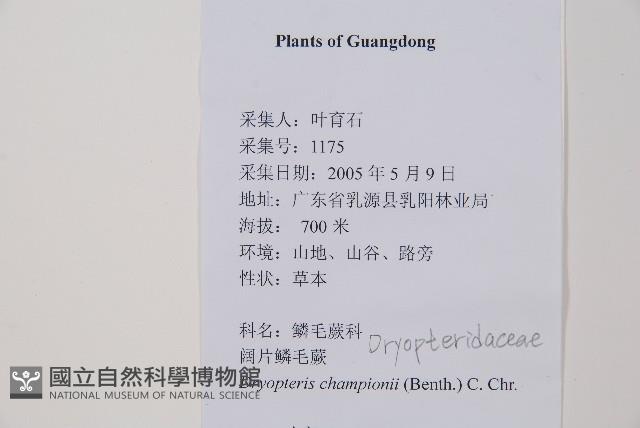 闊鱗鱗毛蕨藏品圖，第2張