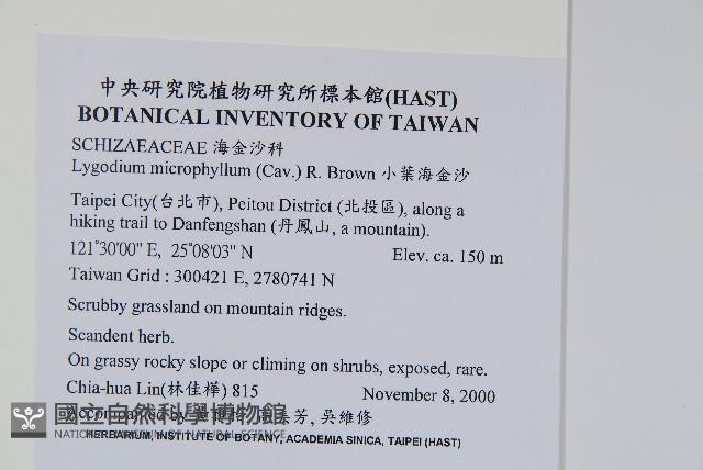 小葉海金沙藏品圖，第2張