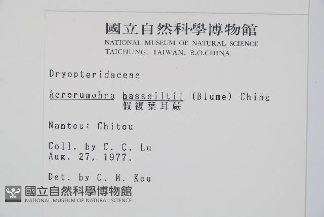 哈氏假複葉耳蕨藏品圖，第2張