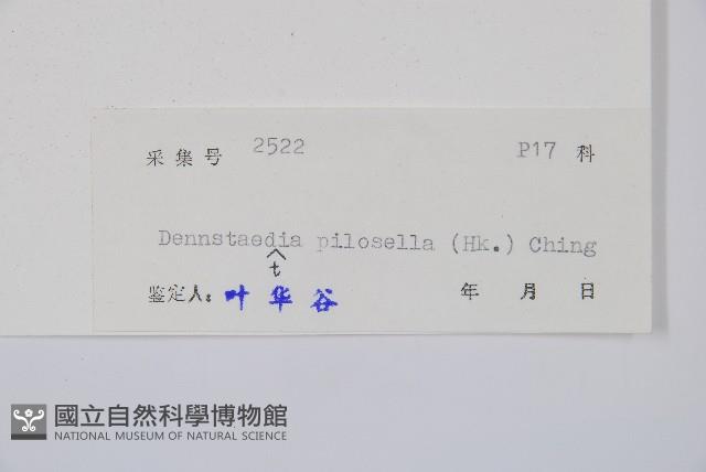 細毛碗蕨藏品圖，第2張