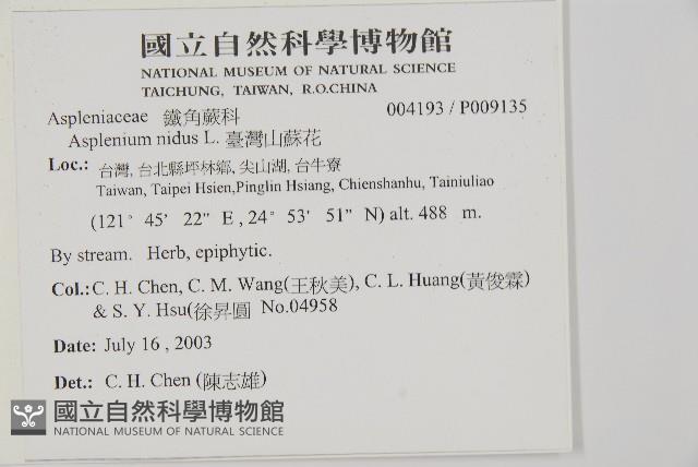 臺灣山蘇花藏品圖，第2張