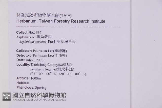 剪葉鐵角蕨藏品圖，第2張