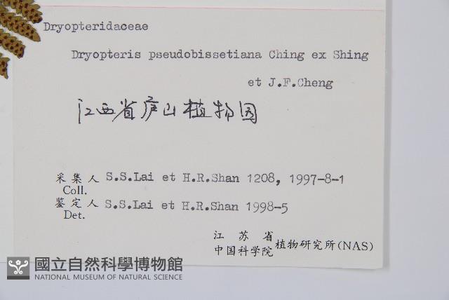 細裂鱗毛蕨藏品圖，第2張