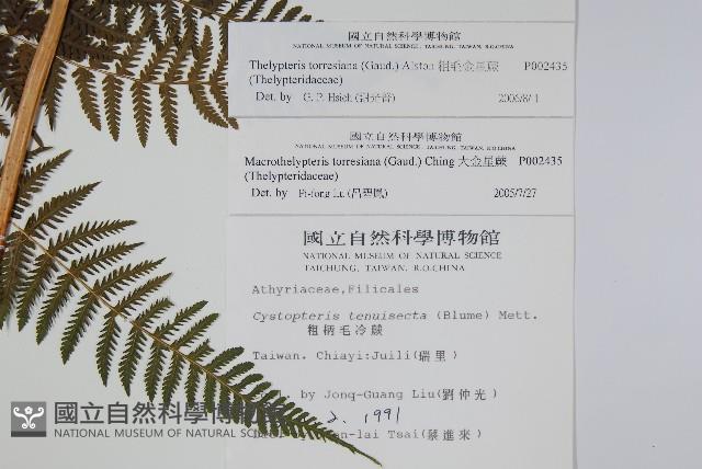 粗毛金星蕨藏品圖，第2張