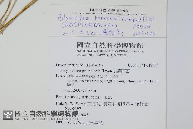 韓氏耳蕨藏品圖，第2張