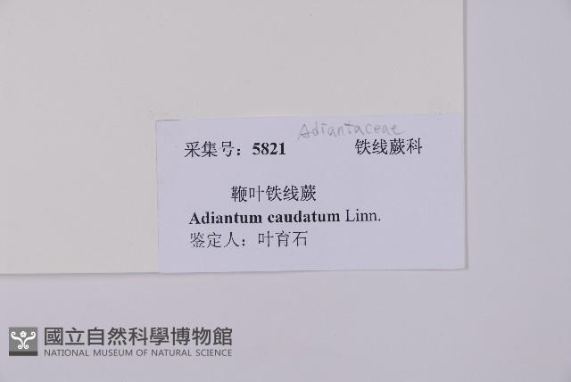 鞭葉鐵線蕨藏品圖，第2張