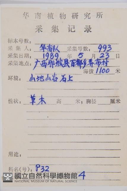 小葉鐵角蕨藏品圖，第2張