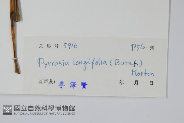 南洋石葦藏品圖，第2張