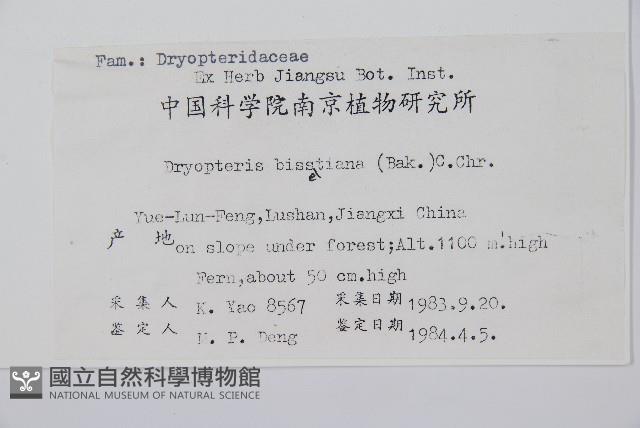 兩色鱗毛蕨藏品圖，第2張