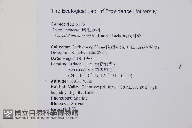 韓氏耳蕨藏品圖，第2張