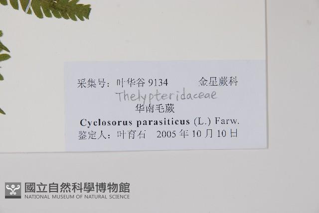 密毛毛蕨藏品圖，第2張