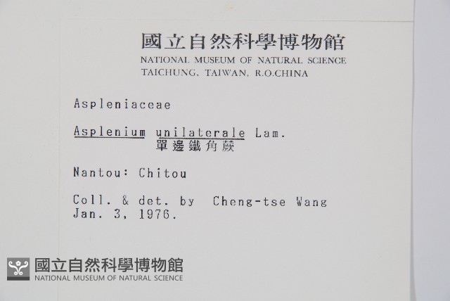單邊鐵角蕨藏品圖，第2張
