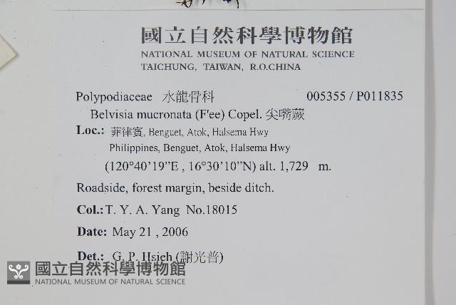 尖嘴蕨藏品圖，第2張