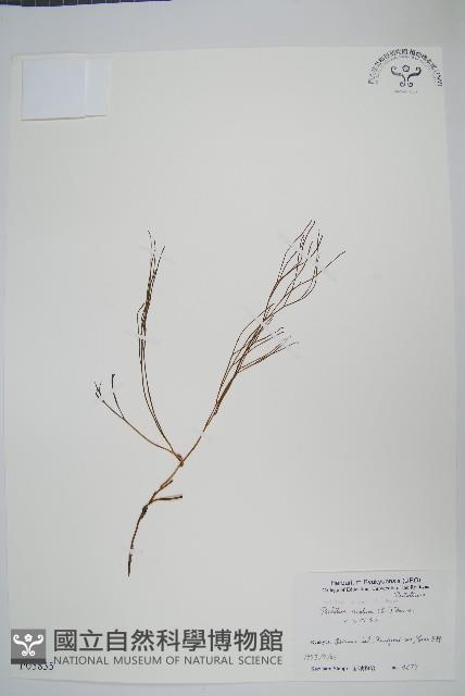 松葉蕨藏品圖，第1張