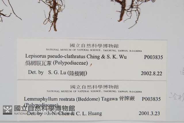 偽網眼瓦葦藏品圖，第2張