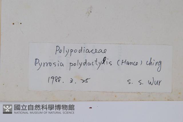 槭葉石葦藏品圖，第2張