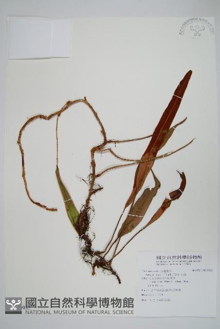 石葦藏品圖，第1張