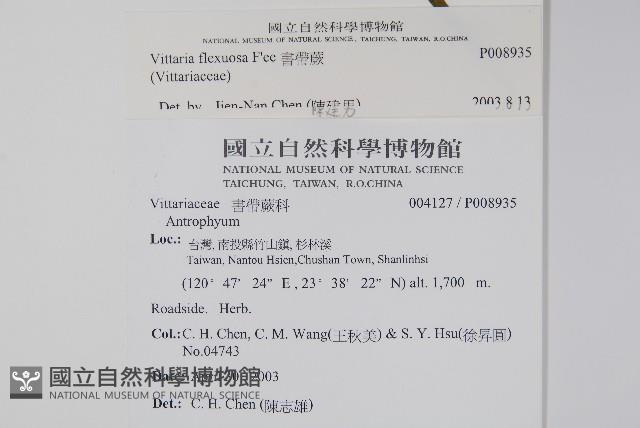 書帶蕨藏品圖，第2張